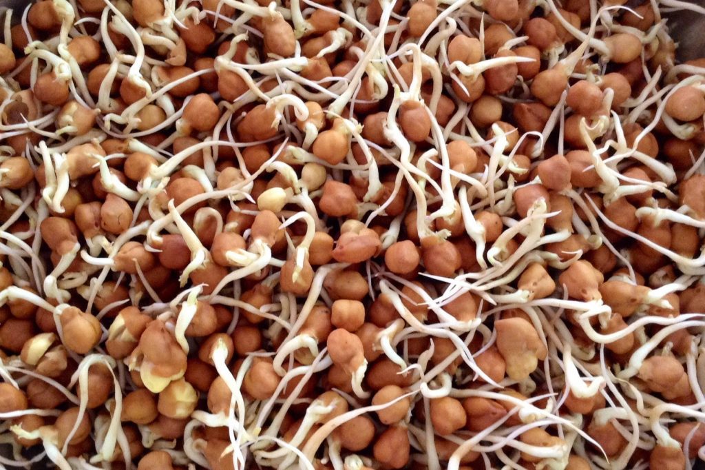 easily available protein sources